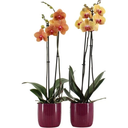 Schmetterlingsorchidee 2-Trieber Vers. Farben Im Keramik-Gefäß Topf Ø Ca. 12 Cm 5 Schmetterlingsorchidee 2-Trieber Vers. Farben Im Keramik-Gefäß Topf Ø Ca. 12 Cm – Bild 3