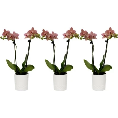 Schmetterlingsorchidee Orange-Gelb 2-Trieber Im Keramik-Gefäß Topf-Ø Ca. 9 Cm 3 Schmetterlingsorchidee Orange-Gelb 2-Trieber Im Keramik-Gefäß Topf-Ø Ca. 9 Cm