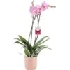 Schmetterlingsorchidee "Sacramento" 2-Trieber Rosa Im Rosafarbenen Keramik-Gefäß 1 Schmetterlingsorchidee "Sacramento" 2-Trieber Rosa Im Rosafarbenen Keramik-Gefäß -Einhell Garten Geschaft 8719194198302 4883