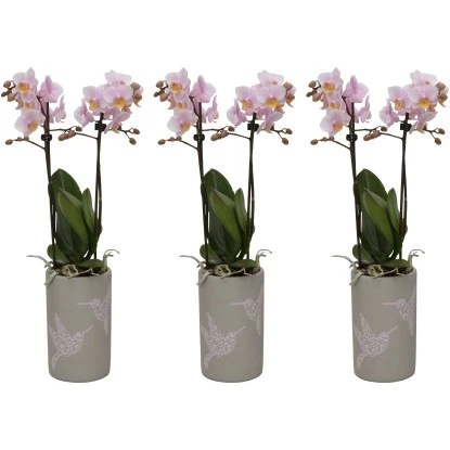 Schmetterlingsorchidee 2-Trieber Rosa-Gelb Im Keramik-Gefäß Topf-Ø Ca. 9 Cm 3 Schmetterlingsorchidee 2-Trieber Rosa-Gelb Im Keramik-Gefäß Topf-Ø Ca. 9 Cm