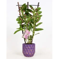 Bambus-Orchidee 2-Trieber Violett Im Keramik-Gefäß Topf-Ø Ca. 12 Cm Dendrobium
