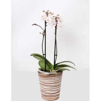 Schmetterlingsorchidee 2-Trieber Weiß Im Keramik-Gefäß Topf-Ø Ca. 12 Cm 3 Schmetterlingsorchidee 2-Trieber Weiß Im Keramik-Gefäß Topf-Ø Ca. 12 Cm