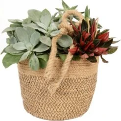 Grünpflanzen-Arrangement Im Jute-Gefäß Topf-Ø Ca. 18 Cm