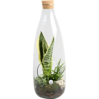 Sansevieria-Arrangement Im Glas-Gefäß Topf-Ø Ca. 15 Cm 3 Sansevieria-Arrangement Im Glas-Gefäß Topf-Ø Ca. 15 Cm