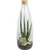 Aloe-Arrangement Im Glas-Gefäß Topf-Ø Ca. 15 Cm -Einhell Garten Geschaft 8719194199040 4883