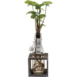 Hydroponik-Arrangement Mit Grünpflanze Topf-Ø Ca. 8 Cm 10 Hydroponik-Arrangement Mit Grünpflanze Topf-Ø Ca. 8 Cm -Einhell Garten Geschaft 8719194200173 4883 4