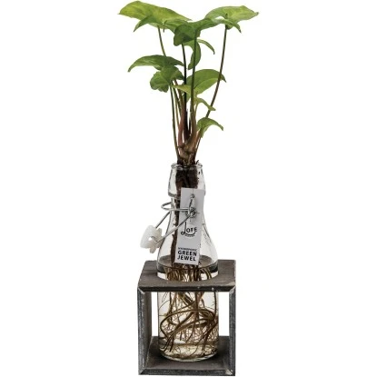 Hydroponik-Arrangement Mit Grünpflanze Topf-Ø Ca. 8 Cm 6 Hydroponik-Arrangement Mit Grünpflanze Topf-Ø Ca. 8 Cm – Bild 4