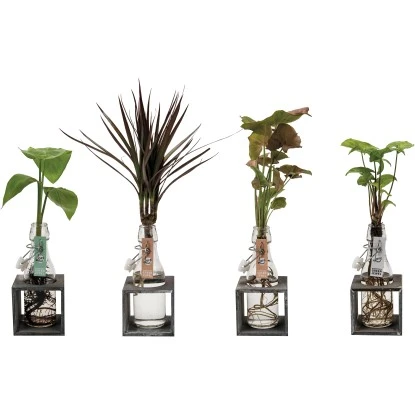 Hydroponik-Arrangement Mit Grünpflanze Topf-Ø Ca. 8 Cm 7 Hydroponik-Arrangement Mit Grünpflanze Topf-Ø Ca. 8 Cm – Bild 5