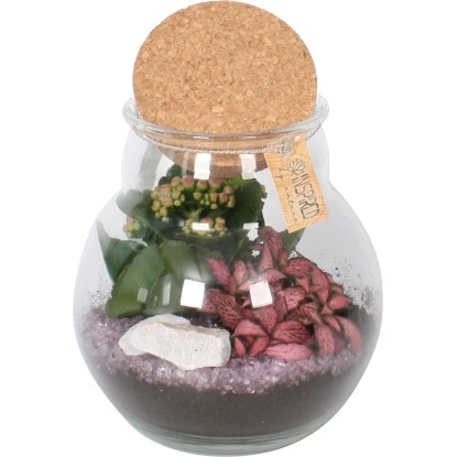 Pflanzen-Arrangement Im Korken-Glas Topf-Ø Ca. 18 Cm 3 Pflanzen-Arrangement Im Korken-Glas Topf-Ø Ca. 18 Cm