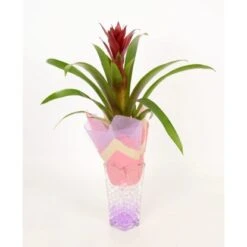 Bromelie In Glasvase Topf-Ø Ca. 6 Cm -Einhell Garten Geschaft 8719194201248 4883 3