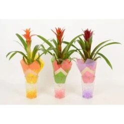 Bromelie In Glasvase Topf-Ø Ca. 6 Cm -Einhell Garten Geschaft 8719194201248 4883 4