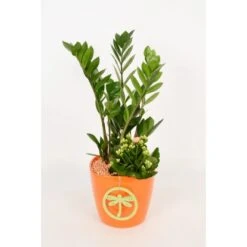 Pflanzen-Arrangement Im Keramik-Gefäß Verschiedene Farben Topf-Ø Ca. 18 Cm -Einhell Garten Geschaft 8719194201262 4883 3