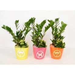 Pflanzen-Arrangement Im Keramik-Gefäß Verschiedene Farben Topf-Ø Ca. 18 Cm -Einhell Garten Geschaft 8719194201262 4883 4