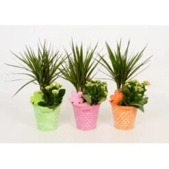 Arrangment In Zinkeimer Verschiedene Farben Topf-Ø Ca. 13 Cm -Einhell Garten Geschaft 8719194201279 4883 4