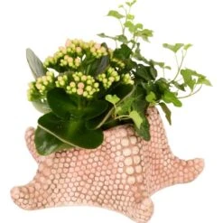 Pflanzen-Arrangement In Meerestier-Keramik Topf-Ø Ca. 20 Cm