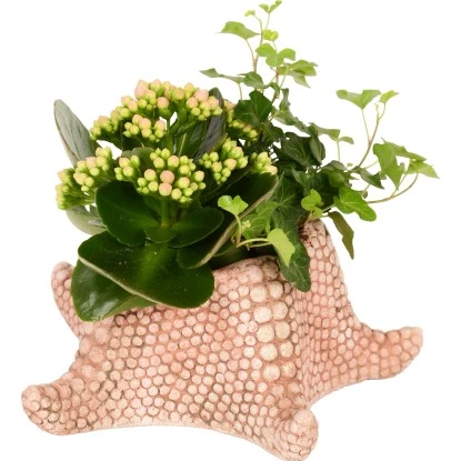 Pflanzen-Arrangement In Meerestier-Keramik Topf-Ø Ca. 20 Cm 3 Pflanzen-Arrangement In Meerestier-Keramik Topf-Ø Ca. 20 Cm