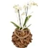 Orchideen-Arrangement Im Holz-Gefäß Topf-Ø Ca. 23 Cm -Einhell Garten Geschaft 8719194201644 4883