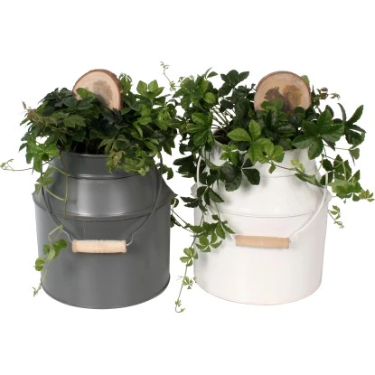 Zwergpfeffer "Rocca Scuro" In Zinkkanne Topf-Ø Ca. 16 Cm 3 Zwergpfeffer "Rocca Scuro" In Zinkkanne Topf-Ø Ca. 16 Cm