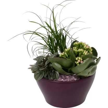 Pflanzen-Arrangement Im Keramik-Gefäß Topf-Ø Ca. 16 Cm 3 Pflanzen-Arrangement Im Keramik-Gefäß Topf-Ø Ca. 16 Cm