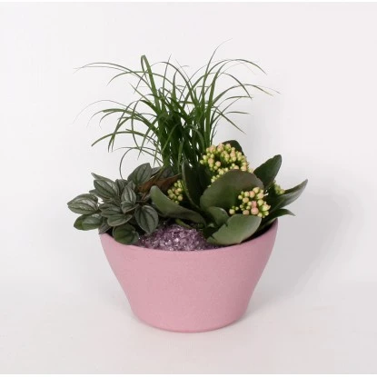 Pflanzen-Arrangement Im Keramik-Gefäß Topf-Ø Ca. 16 Cm 5 Pflanzen-Arrangement Im Keramik-Gefäß Topf-Ø Ca. 16 Cm – Bild 3