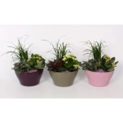 Pflanzen-Arrangement Im Keramik-Gefäß Topf-Ø Ca. 16 Cm 9 Pflanzen-Arrangement Im Keramik-Gefäß Topf-Ø Ca. 16 Cm -Einhell Garten Geschaft 8719194201675 4883 4