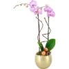 Orchideen-Arrangement In Kugelkeramik Topf-Ø Ca. 15 Cm -Einhell Garten Geschaft 8719194230934 4883 1