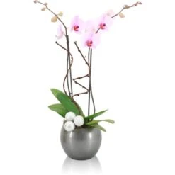Orchideen-Arrangement In Kugelkeramik Topf-Ø Ca. 15 Cm -Einhell Garten Geschaft 8719194230934 4883 3