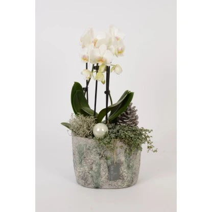 Orchideen-Arrangement Im Modernen Keramik-GefäßTopf-Ø Ca. 23 Cm 3 Orchideen-Arrangement Im Modernen Keramik-GefäßTopf-Ø Ca. 23 Cm