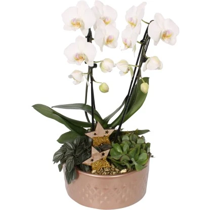 Orchideen-Arrangement Im Keramik-GefäßTopf-Ø Ca. 21 Cm 3 Orchideen-Arrangement Im Keramik-GefäßTopf-Ø Ca. 21 Cm