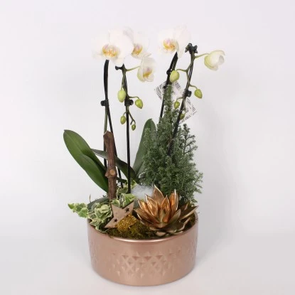 Orchideen-Arrangement Im Keramik-GefäßTopf-Ø Ca. 21 Cm 4 Orchideen-Arrangement Im Keramik-GefäßTopf-Ø Ca. 21 Cm – Bild 2