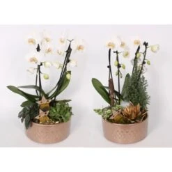 Orchideen-Arrangement Im Keramik-GefäßTopf-Ø Ca. 21 Cm 7 Orchideen-Arrangement Im Keramik-GefäßTopf-Ø Ca. 21 Cm -Einhell Garten Geschaft 8719194230989 4883 3