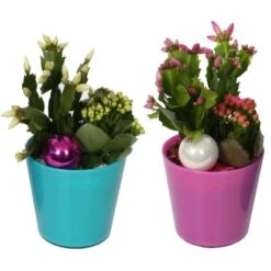 Buntes Winter-Arrangement Mit Weihnachtskaktus Im Glas-Gefäß Topf-Ø Ca. 13 Cm 7 Buntes Winter-Arrangement Mit Weihnachtskaktus Im Glas-Gefäß Topf-Ø Ca. 13 Cm -Einhell Garten Geschaft 8719194231085 4883 3