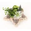 Winterliches Pflanzen-Arrangement Im Deko-Stern Topf-Ø Ca. 29 Cm 1 Winterliches Pflanzen-Arrangement Im Deko-Stern Topf-Ø Ca. 29 Cm -Einhell Garten Geschaft 8719194231146 4883