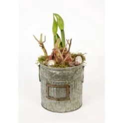 Amaryllis Im Zinkeimer Topf-Ø Ca. 14 Cm