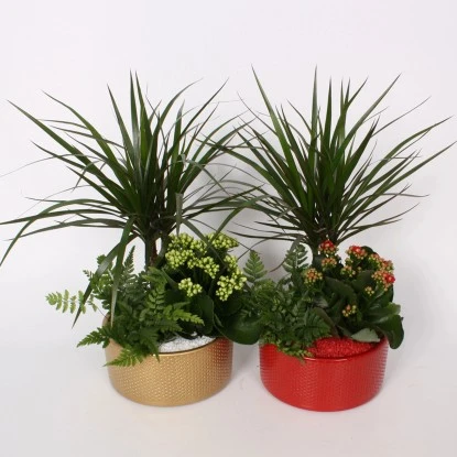 Weihnachtliches Pflanzen-Arrangement Im Runden Keramik-Gefäß Topf-Ø Ca. 18 Cm 3 Weihnachtliches Pflanzen-Arrangement Im Runden Keramik-Gefäß Topf-Ø Ca. 18 Cm