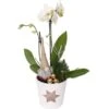 Orchideen-Arrangement Im Keramik-Gefäß Mit Stern-PrintTopf-Ø Ca. 14 Cm -Einhell Garten Geschaft 8719194231276 4883 1