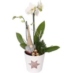 Orchideen-Arrangement Im Keramik-Gefäß Mit Stern-PrintTopf-Ø Ca. 14 Cm