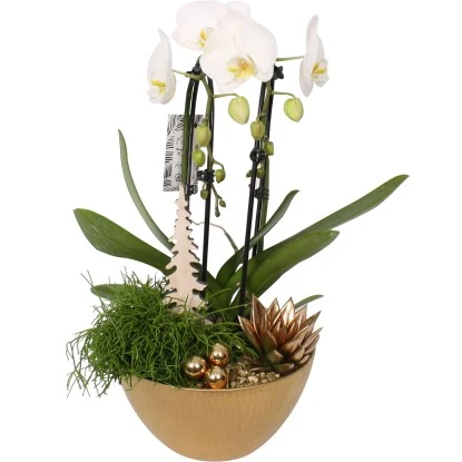 Weihnachtliches Orchideen-Arrangement Im Keramik-GefäßTopf-Ø Ca. 22 Cm 3 Weihnachtliches Orchideen-Arrangement Im Keramik-GefäßTopf-Ø Ca. 22 Cm
