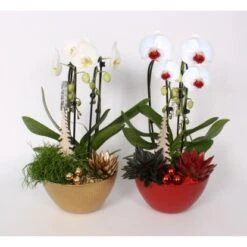 Weihnachtliches Orchideen-Arrangement Im Keramik-GefäßTopf-Ø Ca. 22 Cm 7 Weihnachtliches Orchideen-Arrangement Im Keramik-GefäßTopf-Ø Ca. 22 Cm -Einhell Garten Geschaft 8719194231337 4883 3