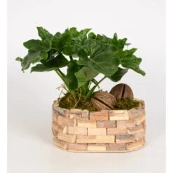 Philodendron-Arrangement Im Holz-Gefäß Topf-Ø Ca. 25 Cm