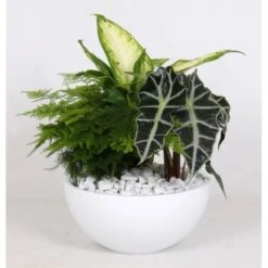 Grünpflanzen-Arrangement Im Weißen Keramik-Gefäß Topf-Ø Ca. 22 Cm