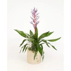 Arrangement Mit Lanzenrosette Topf-Ø Ca. 18 Cm