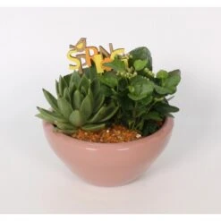 Pflanzen-Arrangement In Keramik-Schale Topf-Ø Ca. 18 Cm 8 Pflanzen-Arrangement In Keramik-Schale Topf-Ø Ca. 18 Cm -Einhell Garten Geschaft 8719194235229 4883 3