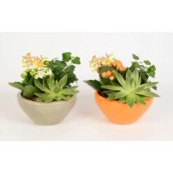 Pflanzen-Arrangement In Keramik-Schale Topf-Ø Ca. 18 Cm 9 Pflanzen-Arrangement In Keramik-Schale Topf-Ø Ca. 18 Cm -Einhell Garten Geschaft 8719194235229 4883 4