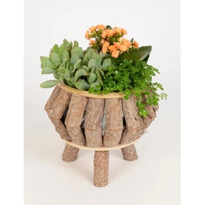 Pflanzen-Arrangement Im Holz-Gefäß Topf-Ø Ca. 21 Cm 3 Pflanzen-Arrangement Im Holz-Gefäß Topf-Ø Ca. 21 Cm