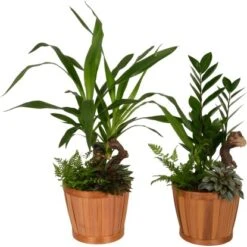 Grünpflanzen-Arrangement Im Bambus-Gefäß Topf-Ø Ca. 18 Cm -Einhell Garten Geschaft 8719194235274 4883 3