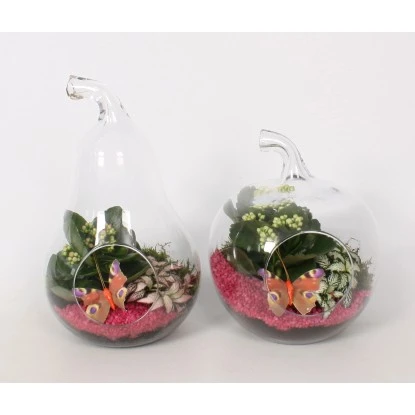 Pflanzen-Arrangement Im Glas-Gefäß Topf-Ø Ca. 18 Cm 3 Pflanzen-Arrangement Im Glas-Gefäß Topf-Ø Ca. 18 Cm