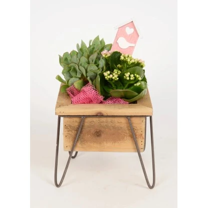 Pflanzen-Arrangement Im Holz-Gefäß Topf-Ø Ca. 19 Cm 3 Pflanzen-Arrangement Im Holz-Gefäß Topf-Ø Ca. 19 Cm