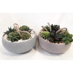 Blattpflanzen-Arrangement In Grauer Schale Topf-Ø Ca. 23 Cm -Einhell Garten Geschaft 8719194235502 4883 3