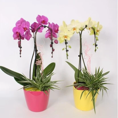 Ochideen-Arrangement Im Keramik-Gefäß Topf-Ø Ca. 19 Cm 3 Ochideen-Arrangement Im Keramik-Gefäß Topf-Ø Ca. 19 Cm